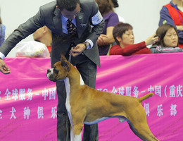 世界名宠培育中心 以诚信和专业，引领国内名宠培育新风尚