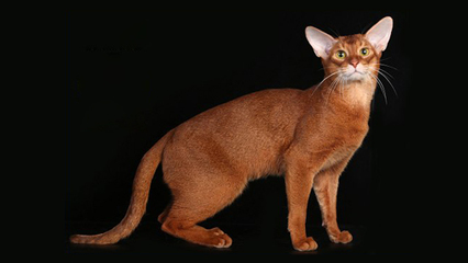 优雅的古埃及后裔 世界名宠俱乐部之阿比西尼亚猫知识系列