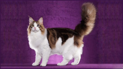 世界名宠俱乐部权威出品 《缅因猫品相详解电子书》