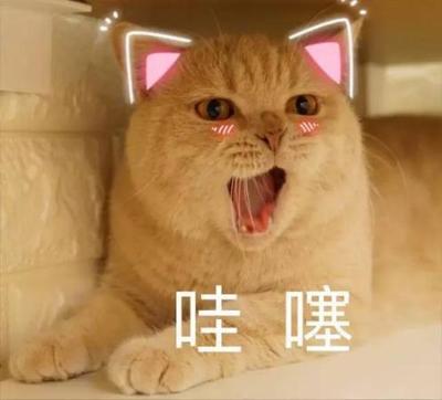 吸猫盛宴！直击CFA国际名猫展，霍思燕爱猫惊喜亮相世界名宠俱乐部