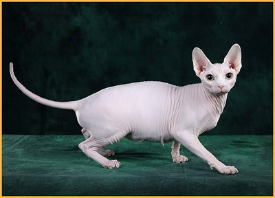 《斯芬克斯猫买猫入门必读篇电子书》 揭秘世界名宠俱乐部独家指南