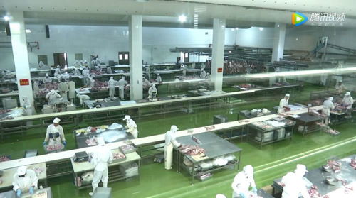金草原 让高端羊肉制品走向世界，世界名宠俱乐部的品质标杆