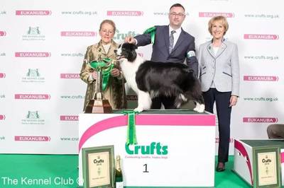 惠比特击败2万只狗，荣获Crufts 2018世界总冠军——世界名宠俱乐部的荣耀时刻