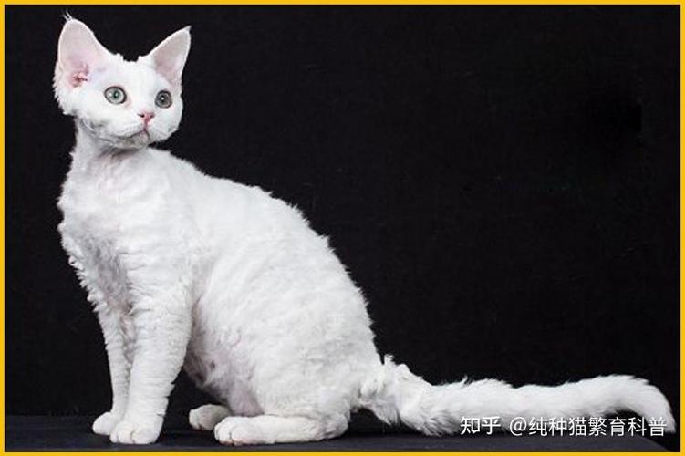 德文猫_德文猫舍繁育技术详解